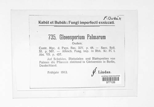 Gloeosporium palmarum image